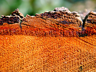 Timber others - timber_bark