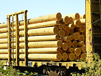 Timber others - timber_electrical_poles